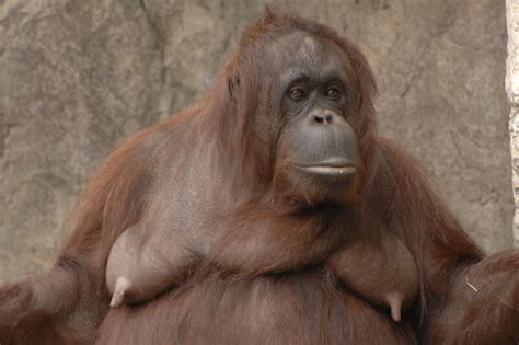 orangutan tits|Orangutan Titties